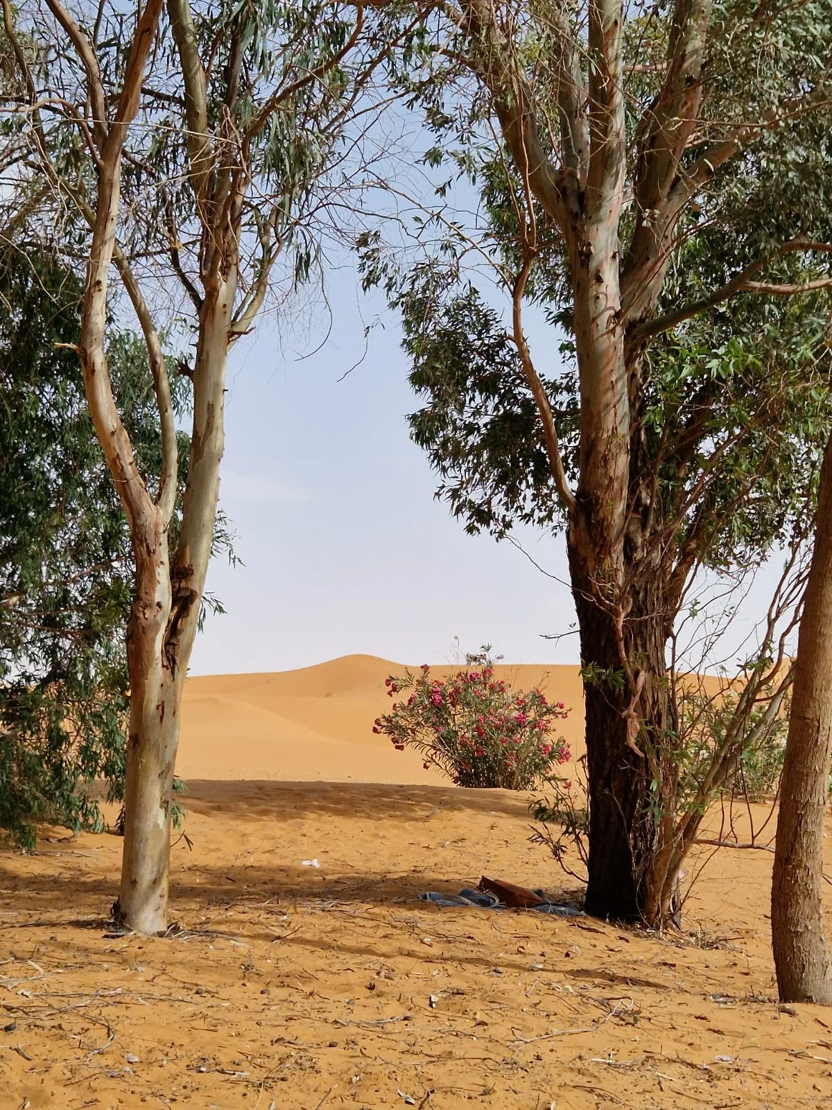 Réveil au cœur des dunes, sous le ciel étoilé